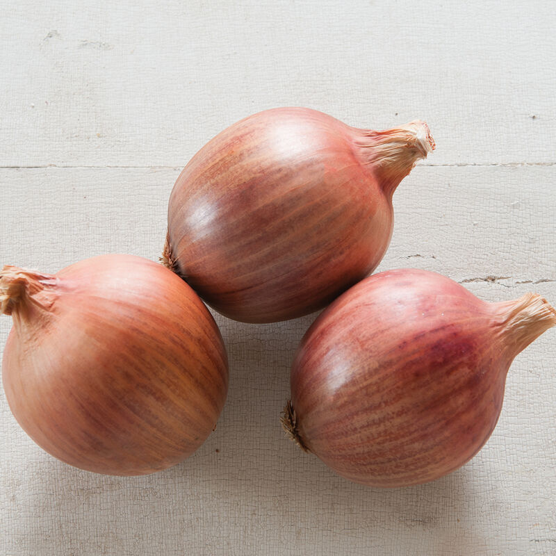 Onion, Red