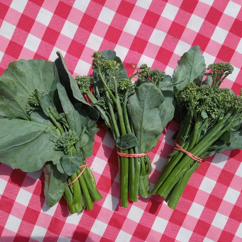 Broccolini