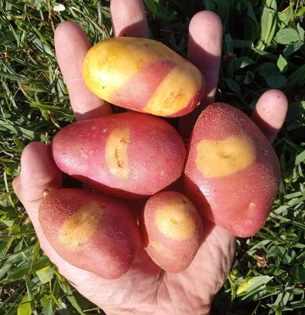 Potatoes, Pinto Fingerling, One Pound