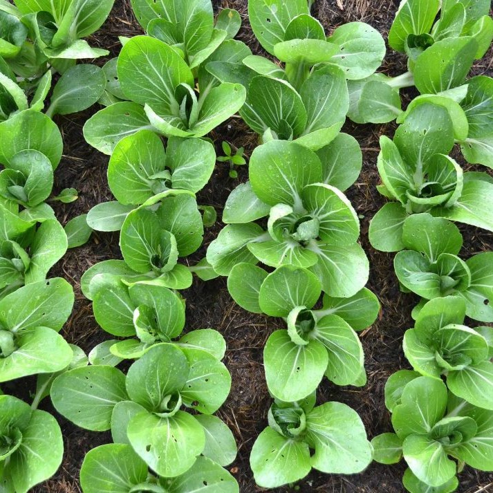 Baby Bok Choy, One Pound