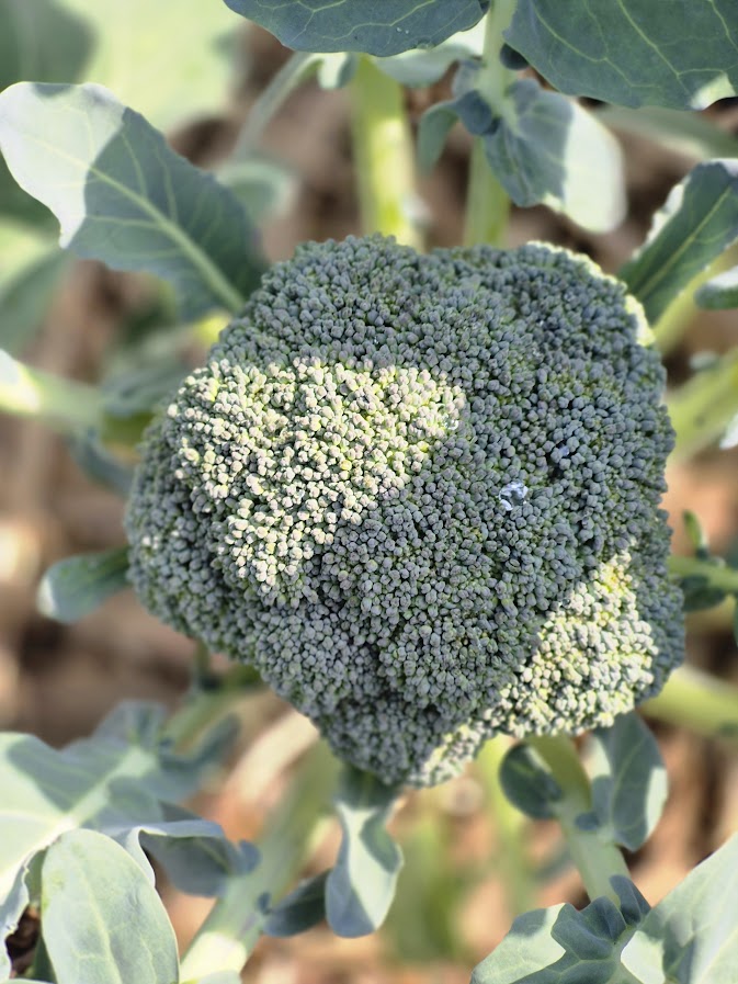Broccoli