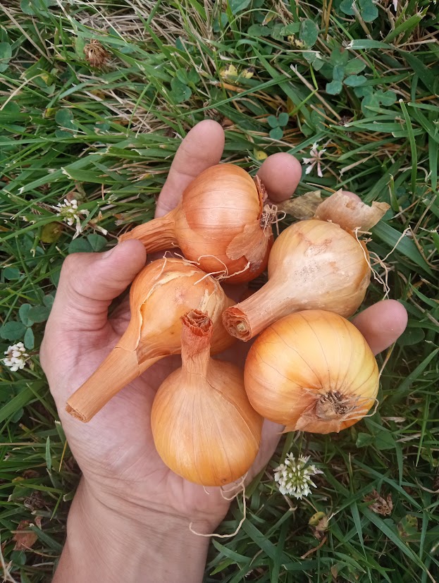 Shallots, Dutch, One Pint