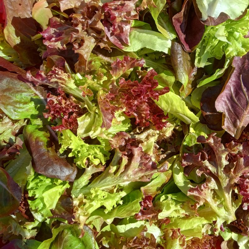Baby Lettuce Mix, 1/3rd pound