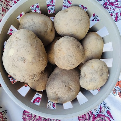 Potatoes, Yellow