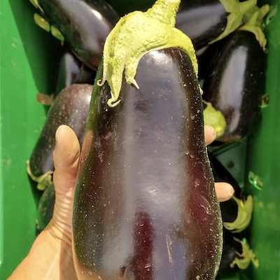 Eggplant