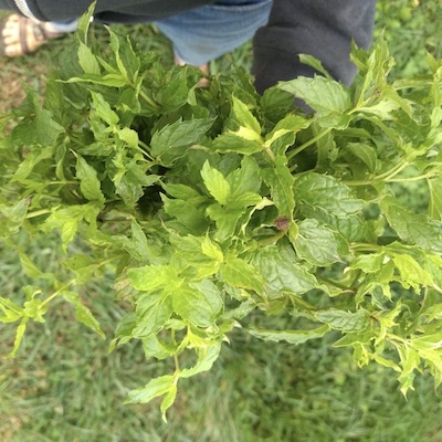 Herbs, Mint, One Bunch