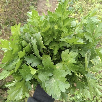 Herbs: Parsley