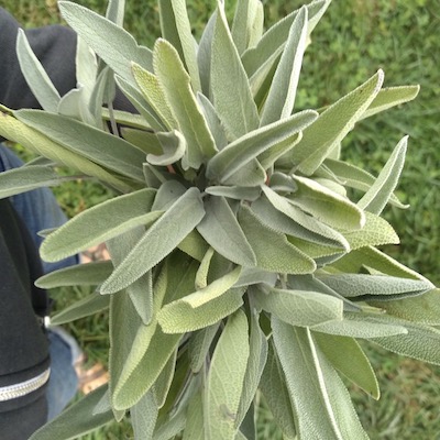 Herbs: Sage