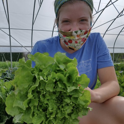 Lettuce, Green