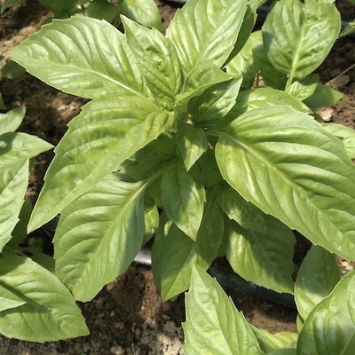 Herbs, Basil, One Bunch