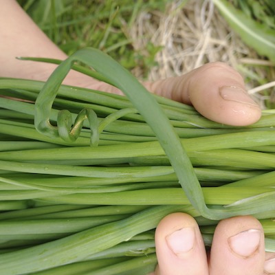 Herbs: Chives