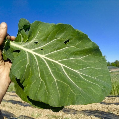 Collard Greens