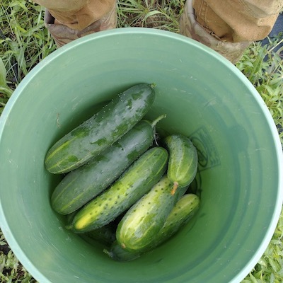 Cucumber