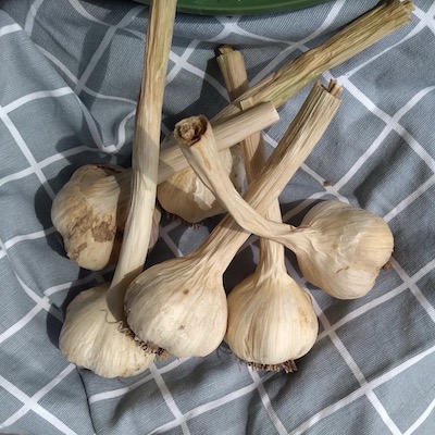 Garlic