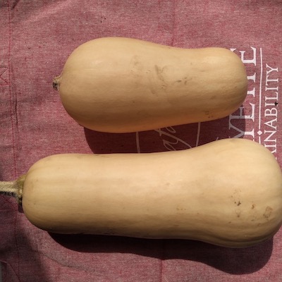 Butternut Squash (Small)