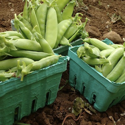 Snap Peas