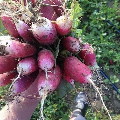 Radishes