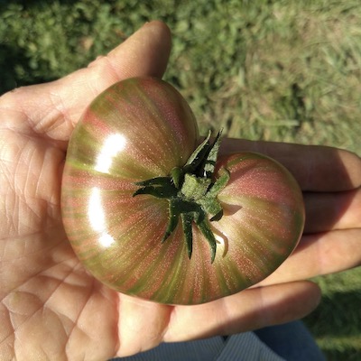 Share the Harvest!