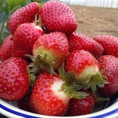Strawberries