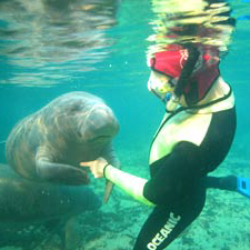 Manatee Snorkeling Trip in Crystal River 02/03/24