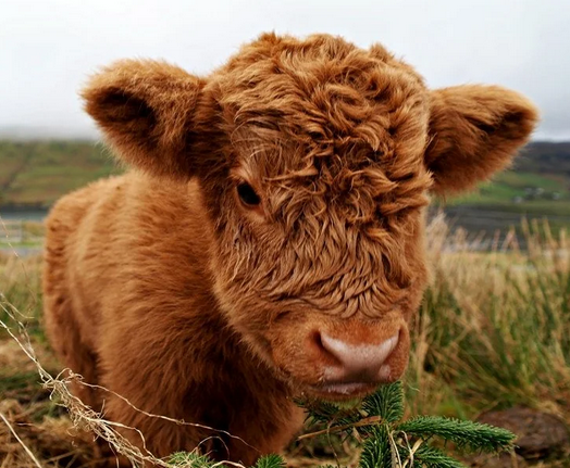 Student Livestock Organization (SLO) Dues 2025