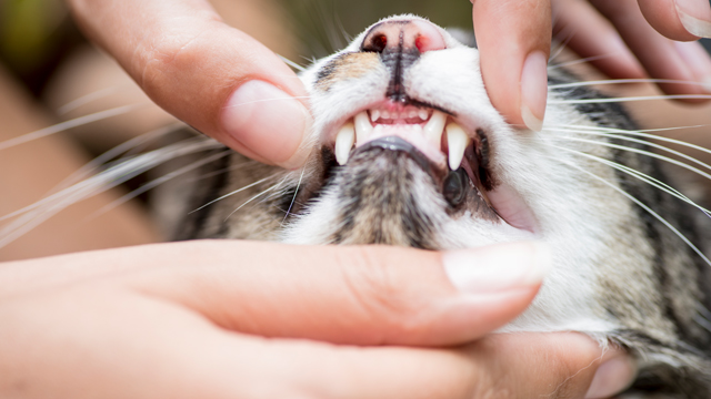 Student Chapter of the Foundation for Veterinary Dentistry (Dental Club) Dues 2026