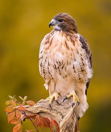 Avian Club Dues 2025