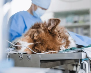 Student Veterinary Surgical Society (SVSS) Dues 2025