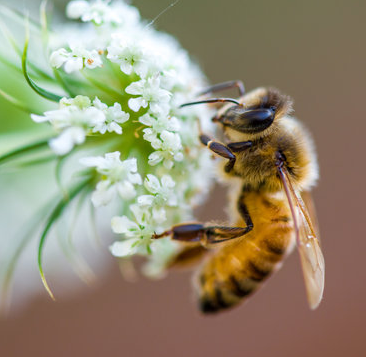 CSVM Bee Clinic Dues 2025