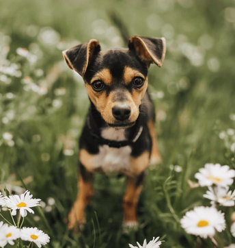 Canine Club Dues 2025
