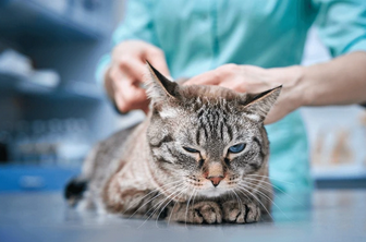 AmerFelineVMA (Feline Veterinary Medical Association) Dues 2025