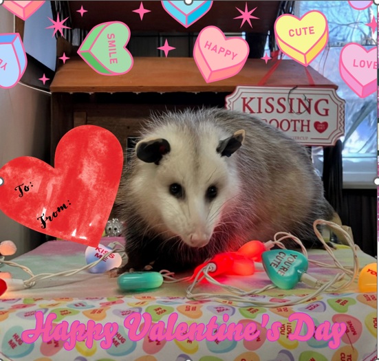 Personalized Possum Valentine