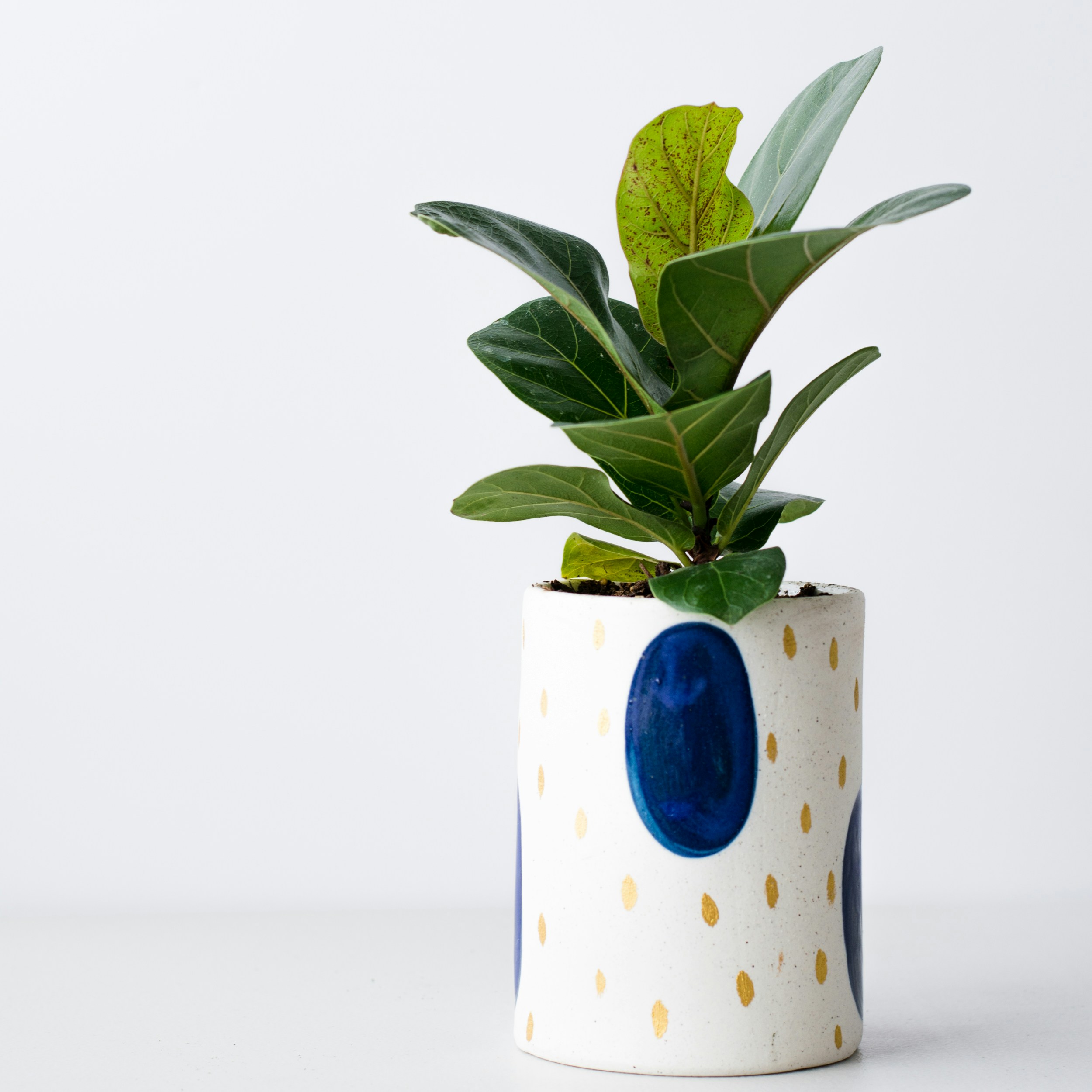 Crafting with Clay: Planter for Plant's Sake