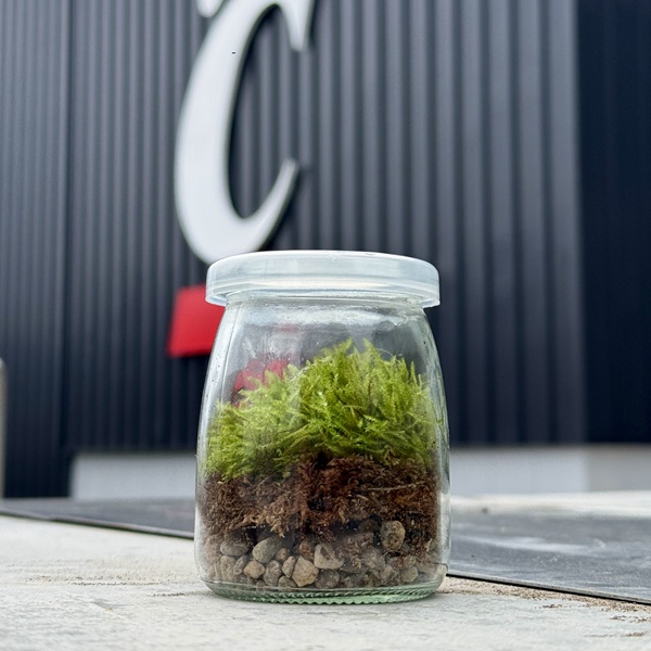 Mossom Moss Terrarium, Maintenance Free Desktop Terrarium with Preserved Moss