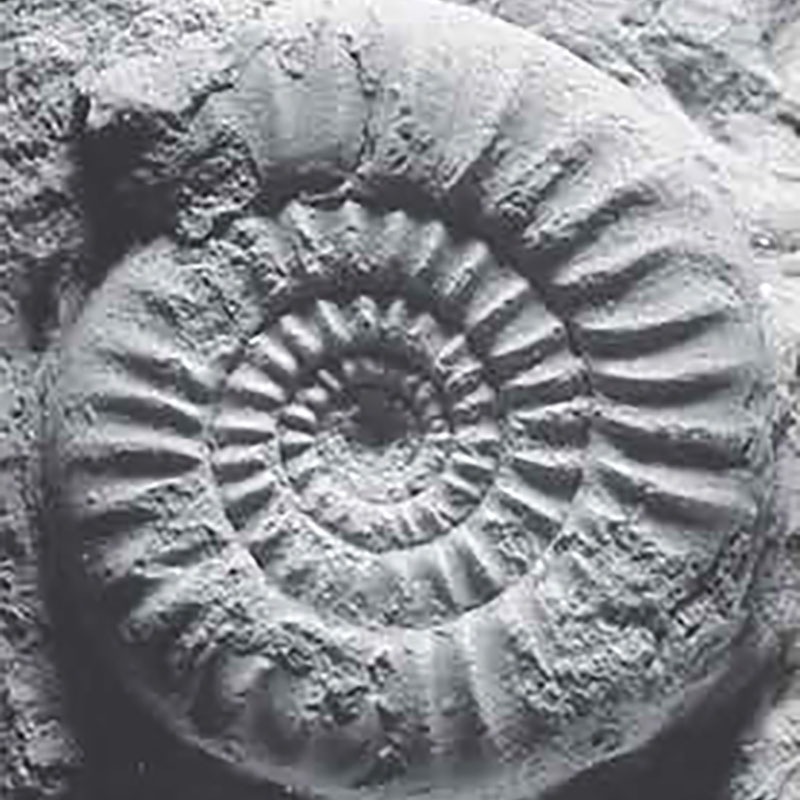 Treatise on Invertebrate Paleontology (2009), Part L (Revised
