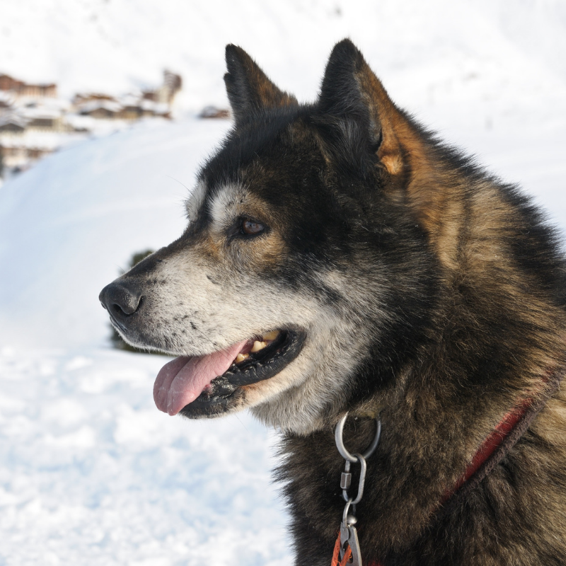 Dog Sledding Adventure - Ely, MN