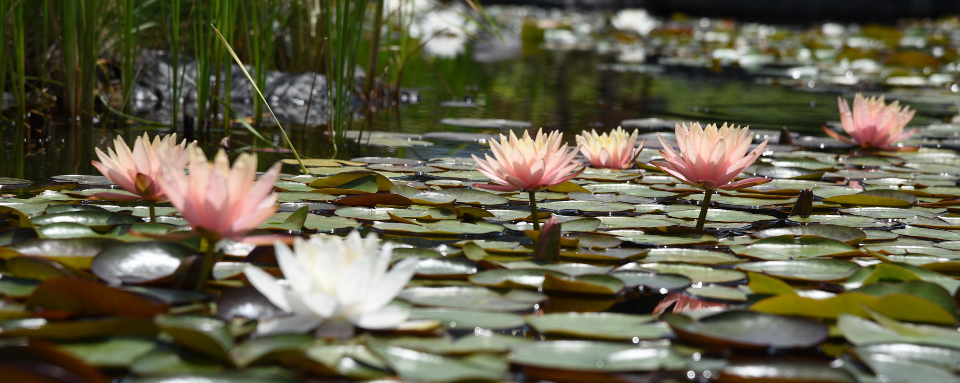 Lily pond 