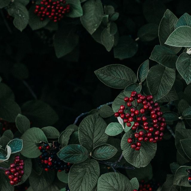 Holidays in Hudson Hall - Dec 4, 2025
